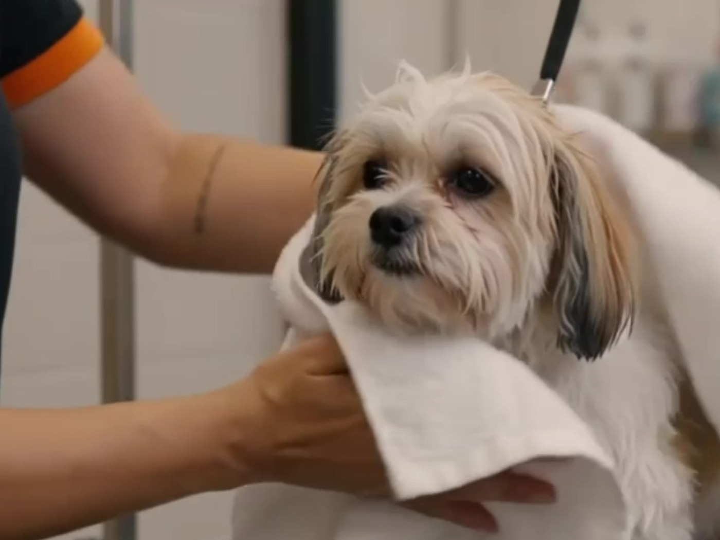 Cão sendo secado com toalha do Toalhão no banho e tosa